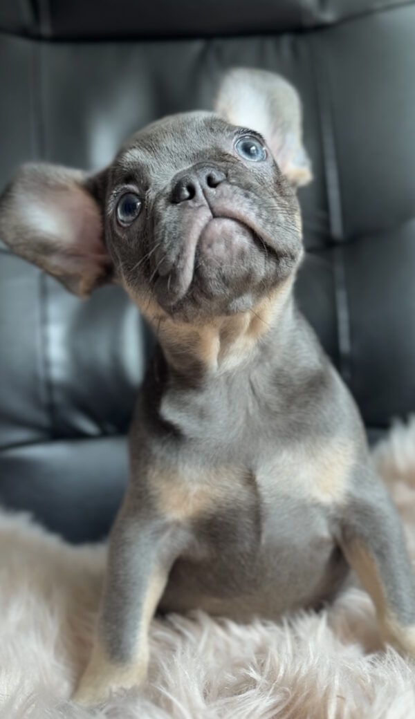 Gironde French Bulldog Gironde French Bulldog