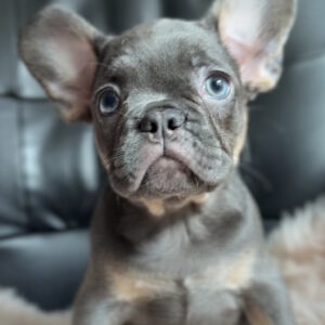Gironde French Bulldog Gironde French Bulldog