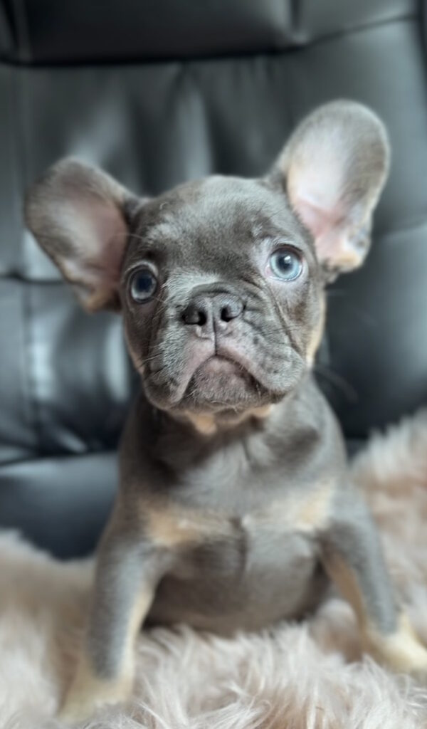 Gironde French Bulldog Gironde French Bulldog