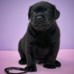 Goby-male-Labrador-Retrivier-puppy-for-sale-1