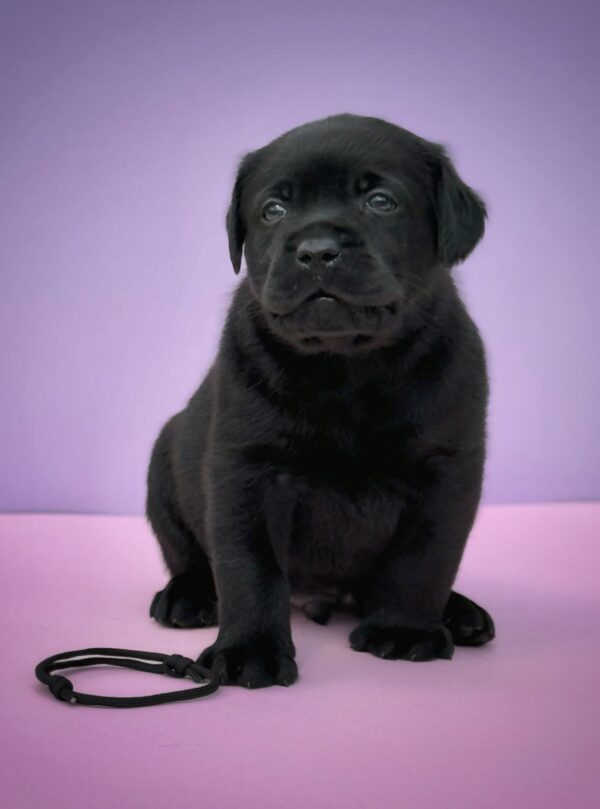 Goby Labrador Retriever Goby Labrador Retriever