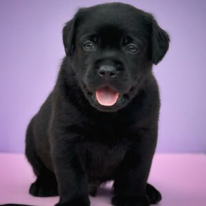 Goby Labrador Retriever Goby Labrador Retriever