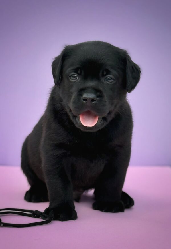 Goby Labrador Retriever Goby Labrador Retriever