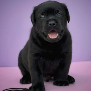 Goby Labrador Retriever Goby Labrador Retriever