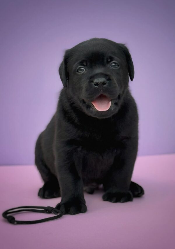 Goby Labrador Retriever Goby Labrador Retriever