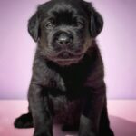 Gustav-male-Labrador-Retrivier-puppy-for-sale-1