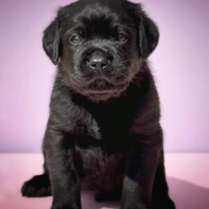 Gustav Labrador Retriever Gustav Labrador Retriever