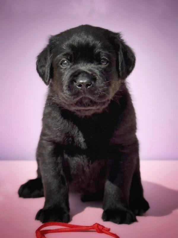 Gustav Labrador Retriever Gustav Labrador Retriever