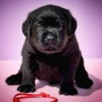 Gustav-male-Labrador-Retrivier-puppy-for-sale-2