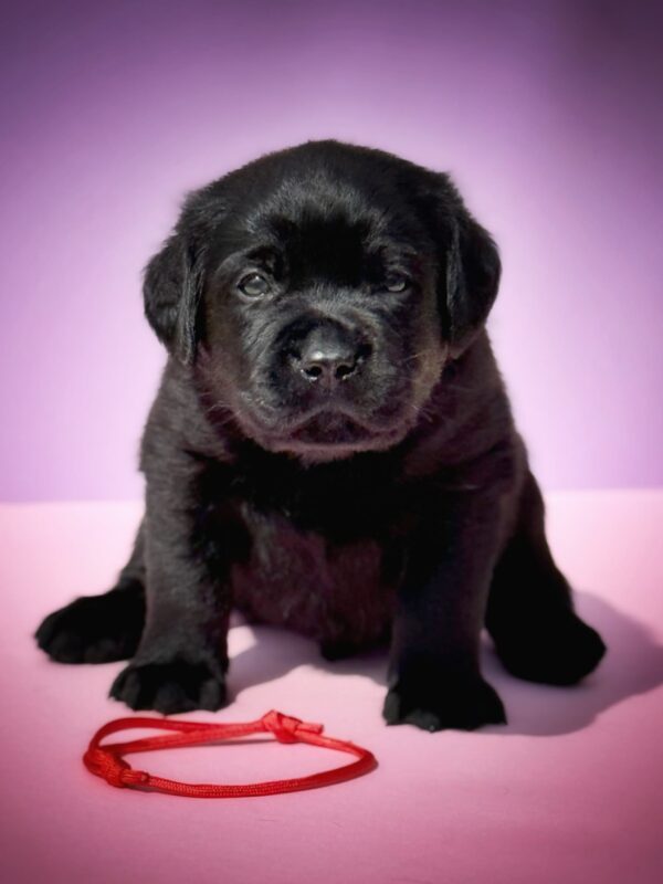 Gustav Labrador Retriever Gustav Labrador Retriever