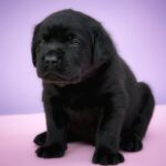 Gustav-male-Labrador-Retrivier-puppy-for-sale-3