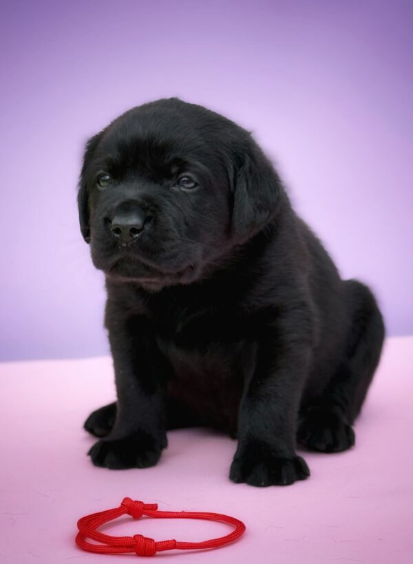 Gustav Labrador Retriever Gustav Labrador Retriever