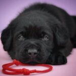 Gustav-male-Labrador-Retrivier-puppy-for-sale-4
