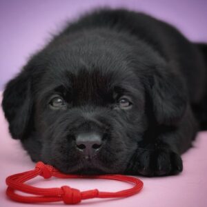 Gustav Labrador Retriever Gustav Labrador Retriever