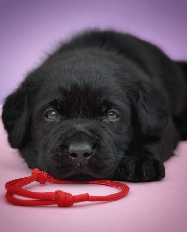 Gustav Labrador Retriever Gustav Labrador Retriever