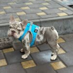 Halles-male-French-Bulldog-puppy-for-sale-1