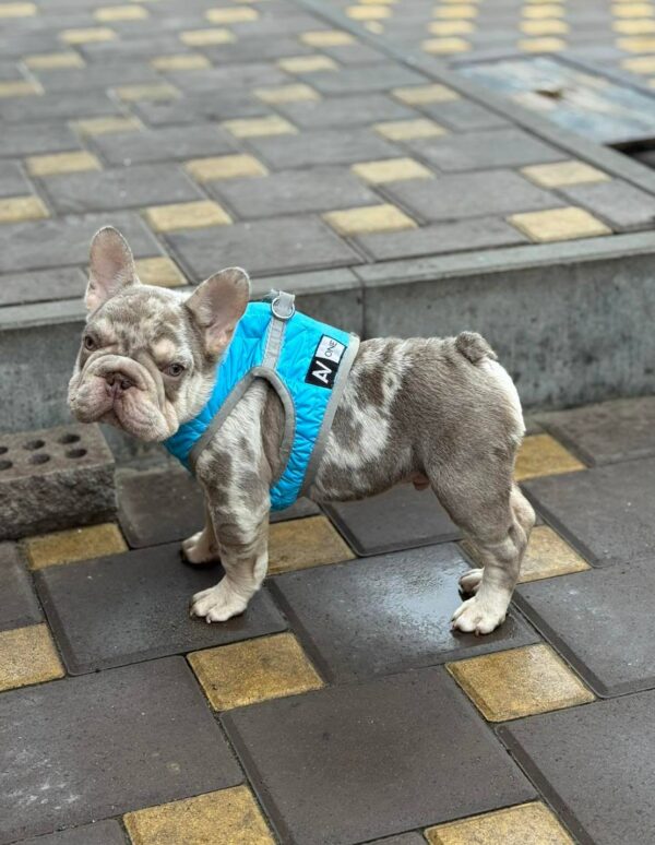 Halles Big Rope French Bulldog Halles Big Rope French Bulldog