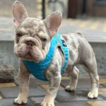 Halles-male-French-Bulldog-puppy-for-sale-2
