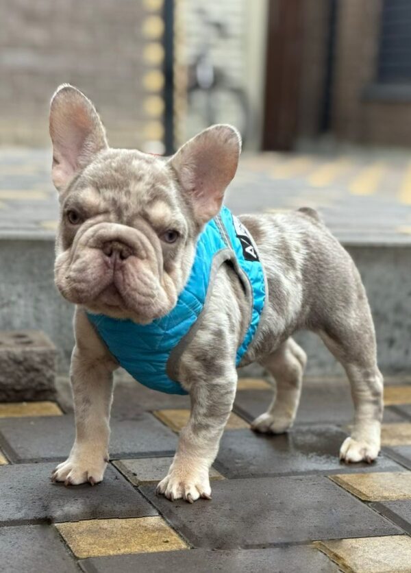 Halles Big Rope French Bulldog Halles Big Rope French Bulldog