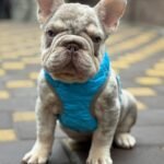 Halles-male-French-Bulldog-puppy-for-sale-3