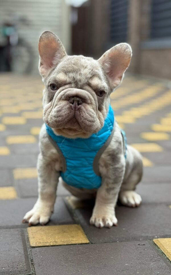 Halles Big Rope French Bulldog Halles Big Rope French Bulldog