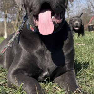 Harly Cane Corso Harly Cane Corso