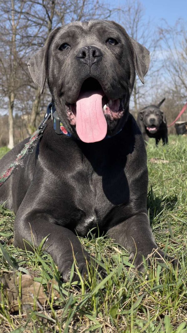 Harly Cane Corso Harly Cane Corso