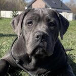 Harly-female-Corso-puppy-for-sale-2