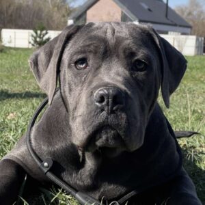 Harly Cane Corso Harly Cane Corso