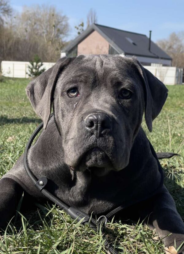 Harly Cane Corso Harly Cane Corso