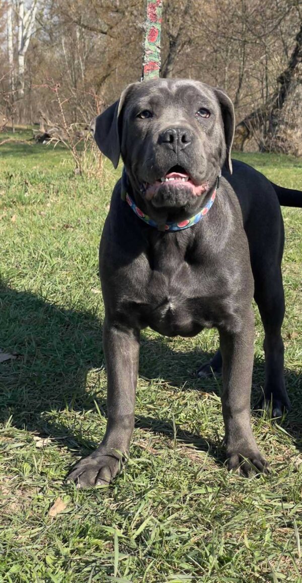 Harly Cane Corso Harly Cane Corso