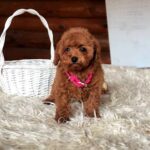 Havana-female-Toy-Poodle-puppy-for-sale-1