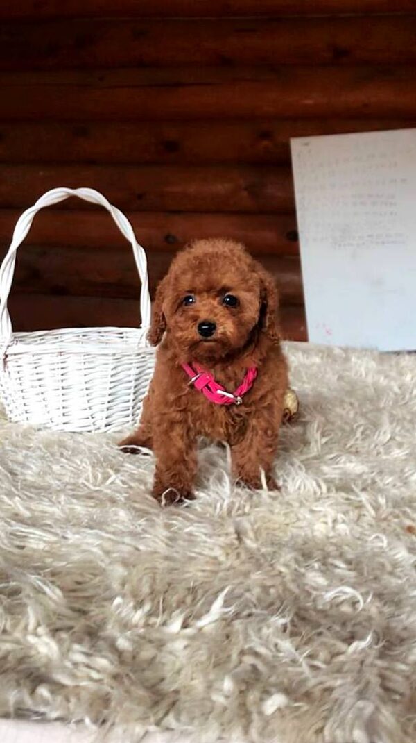 Havana Toy Poodle Havana Toy Poodle