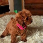 Havana-female-Toy-Poodle-puppy-for-sale-2