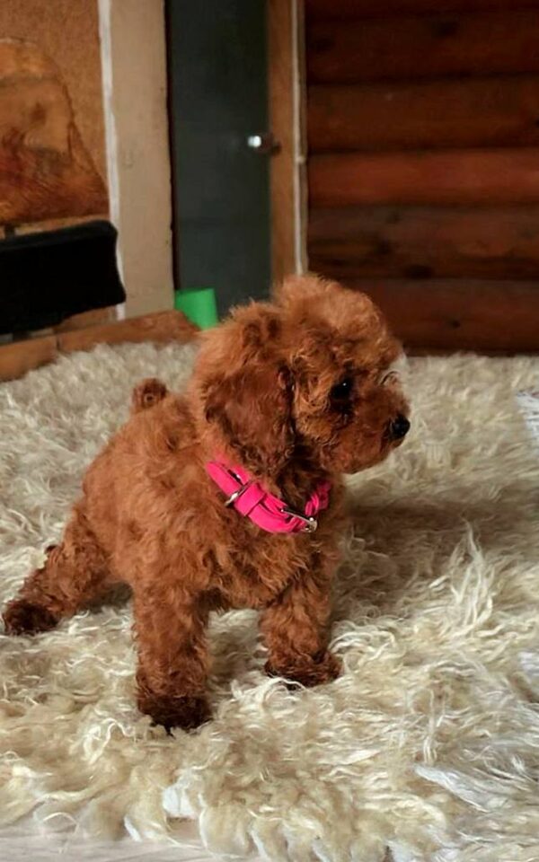 Havana Toy Poodle Havana Toy Poodle