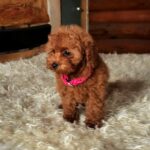 Havana-female-Toy-Poodle-puppy-for-sale-3