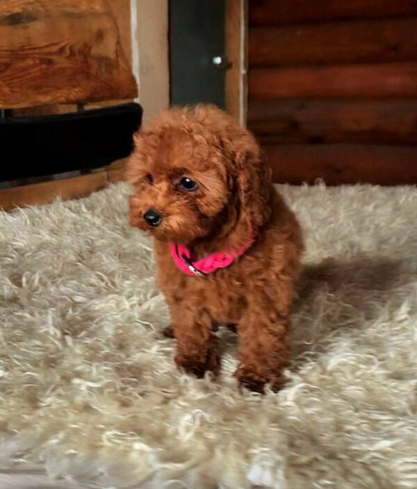Havana Toy Poodle Havana Toy Poodle