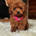 Havana-female-Toy-Poodle-puppy-for-sale-4