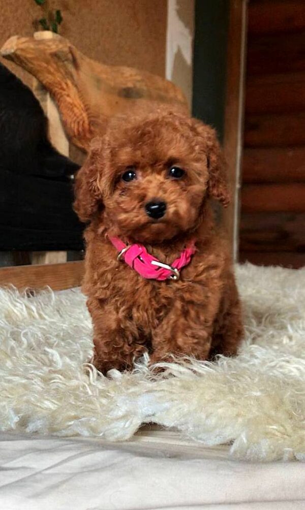 Havana Toy Poodle Havana Toy Poodle