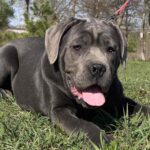 Hija-female-Corso-puppy-for-sale-1