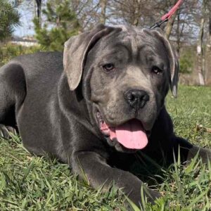 Hija Cane Corso Hija Cane Corso