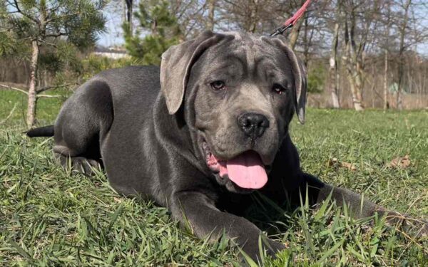 Hija Cane Corso Hija Cane Corso