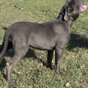 Hija Cane Corso Hija Cane Corso