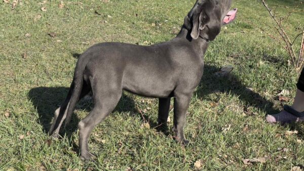 Hija Cane Corso Hija Cane Corso