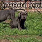 Icarus-male-Neapolitan-Mastiff-puppy-for-sale-1
