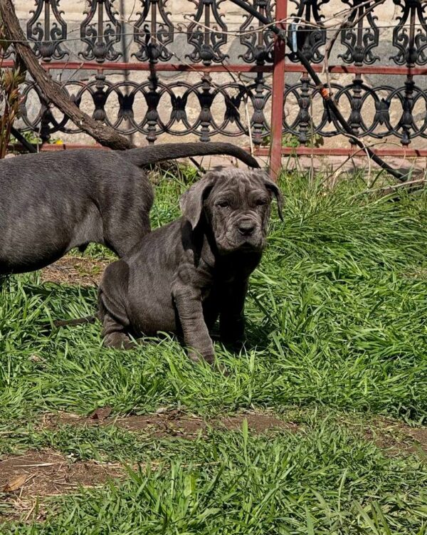 Icarus Neapolitan Mastiff Icarus Neapolitan Mastiff