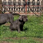 Icarus-male-Neapolitan-Mastiff-puppy-for-sale-2