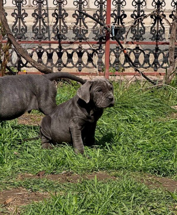 Icarus Neapolitan Mastiff Icarus Neapolitan Mastiff