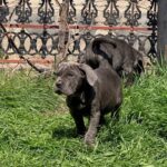 Icarus-male-Neapolitan-Mastiff-puppy-for-sale-3