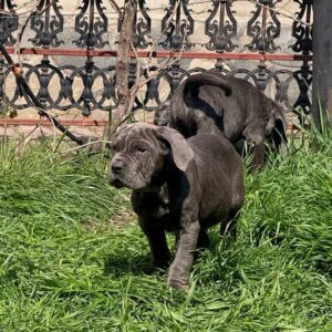Icarus Neapolitan Mastiff Icarus Neapolitan Mastiff